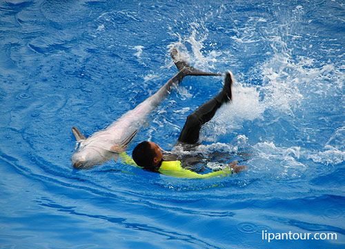 香港4晚5天百變自由行、早